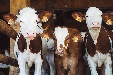 крави, говеда, ушни марки, едър рогат добитък, земеделие, Животновъдство, ферма