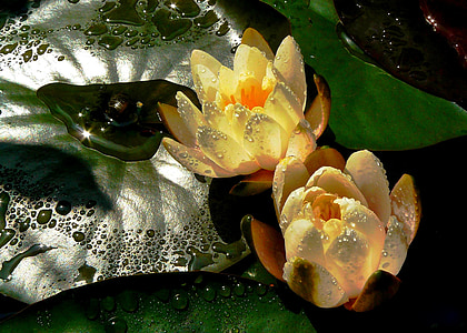 waterlelies, Blossom, Bloom, water, vijver, natuur, waterplant