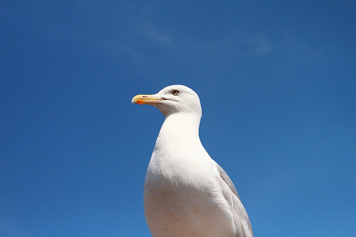 low, angle, photo, ring, billed, gull, daytime