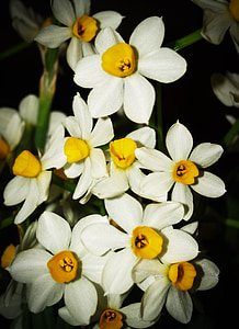 puķe, Orhideja, tropu, balta, zaļa, dzeltena, sarkana