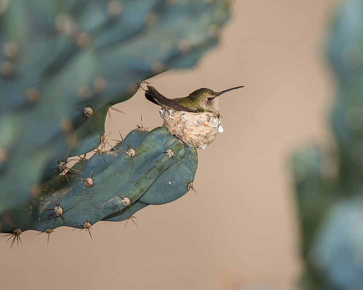 bird, cactus, plant, animal, nature, wildlife, hummingbird