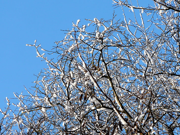winter, snow, sky, branches, tree, the background