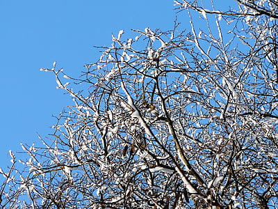 winter, snow, sky, branches, tree, the background