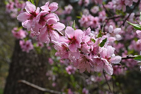 Цветение персика, розовый, Весна, Уайлдфлауэр