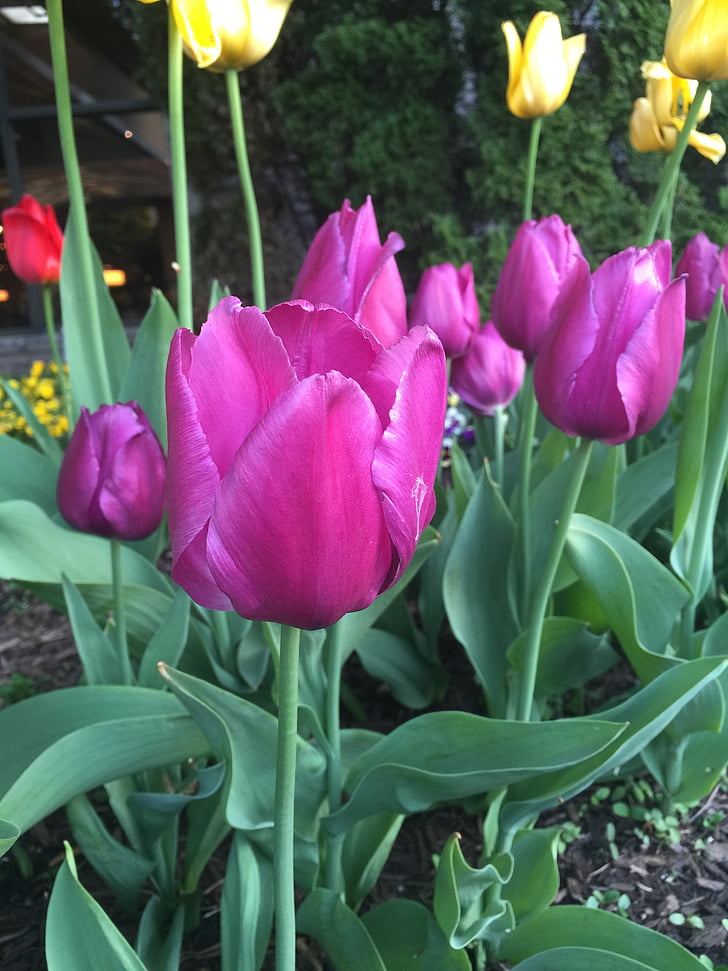 blomst, Tulip, haven