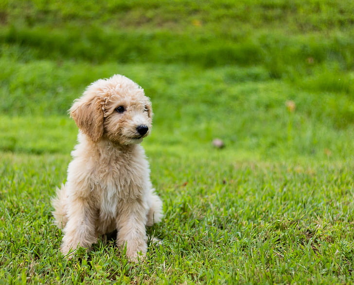 goldendoodle, 강아지, 귀여운, 동물, 푸른 잔디, 개, 애완 동물