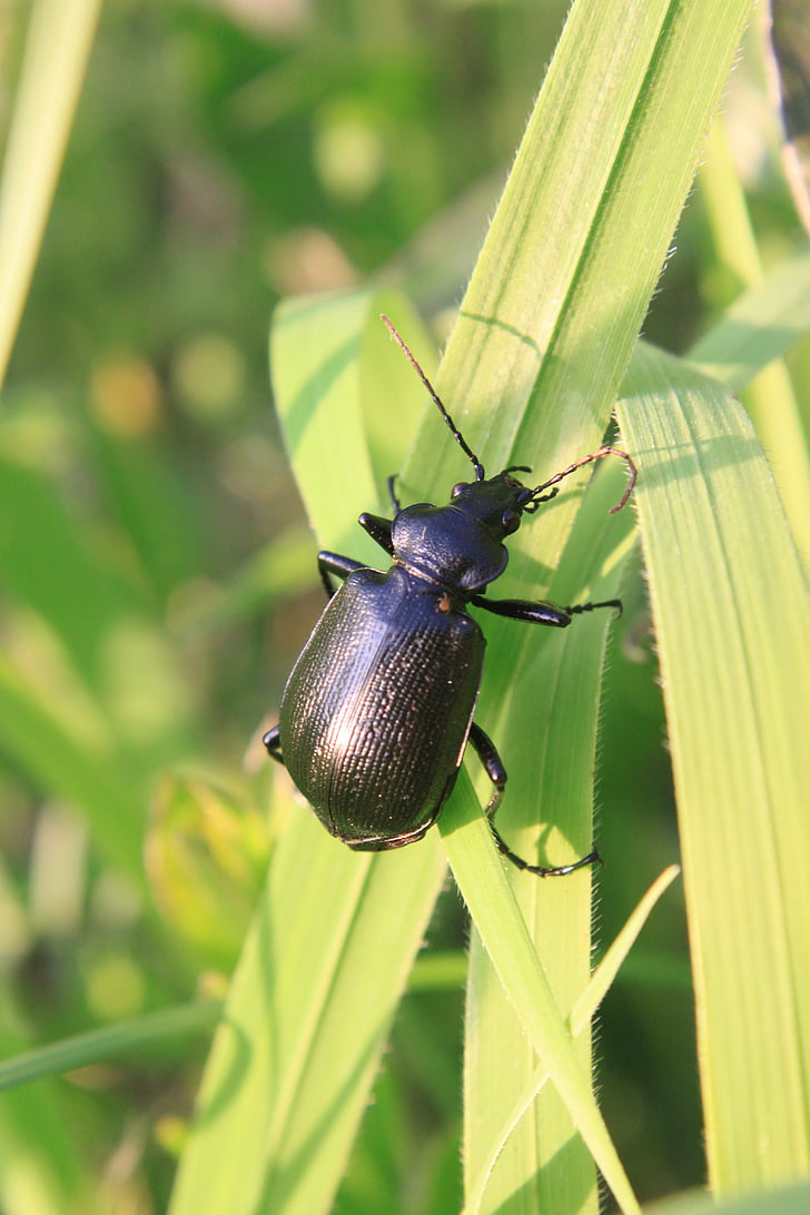 beetle, black, calosoma, carabidae, caterpillar, grass, green