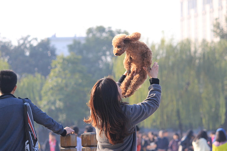 dog, china, outdoor, fun, play