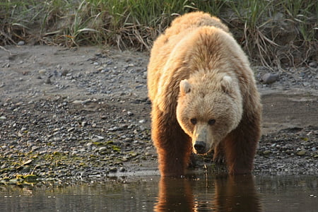 coastal brown bear, portrait, wilderness, nature, water, wildlife, fur