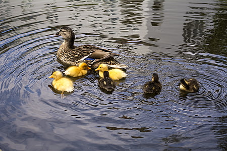 ducklings, duck, mother, motherhood, water, bird, yellow