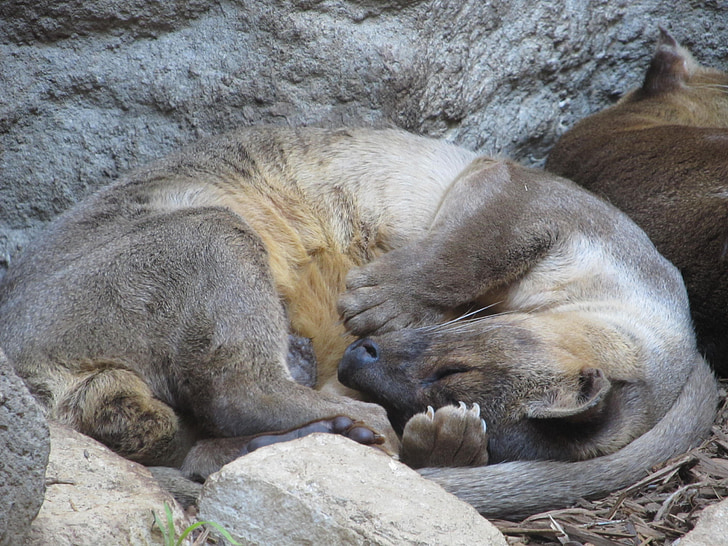 Asiatiska liten kloförsedda otter, sover, närbild, San antonio, Texas, Zoo, Söt
