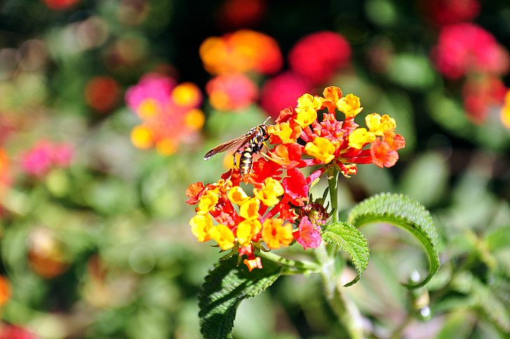 blomma, Wasp, Bee, insekter, gul blomma, blommor, trädgård