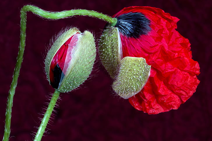 Rosella, flor de rosella, brots de rosella, brot, flor, flor, vermell