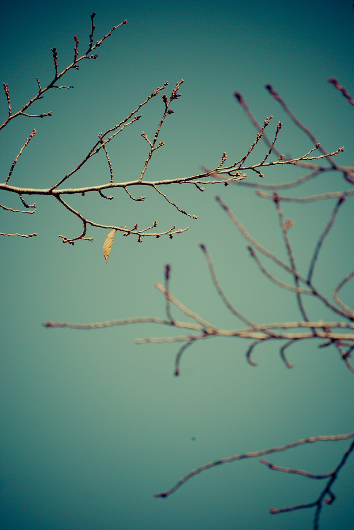 branches, dry, autumn, nature, plant, fall, twig