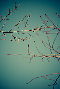 branches, dry, autumn, nature, plant, fall, twig