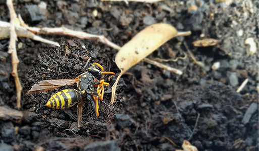wasp, insect, death