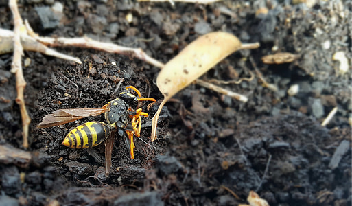 avispa, insectos, muerte