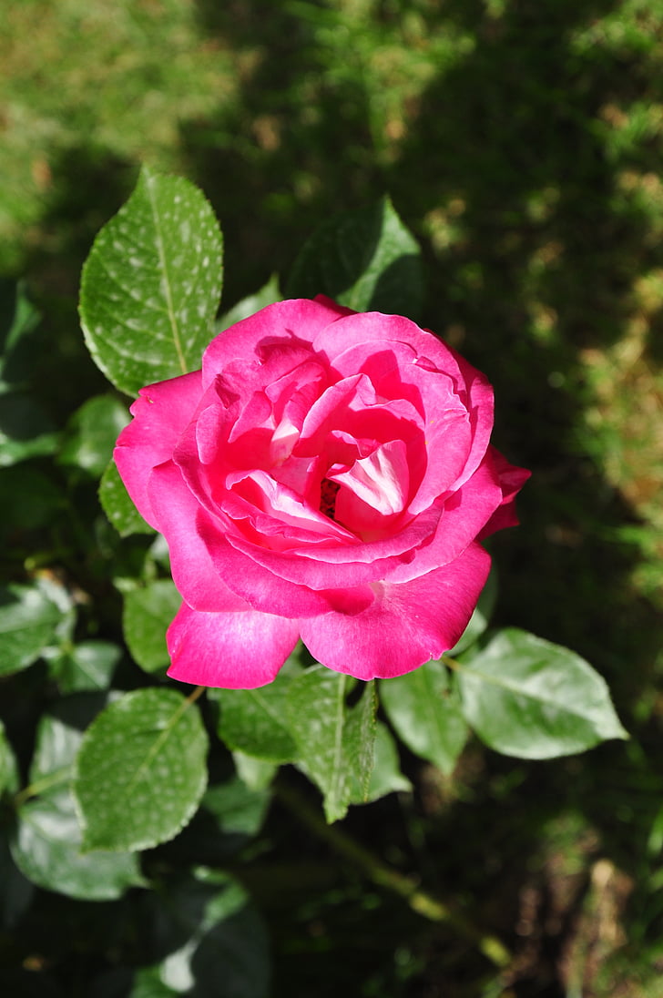 Rosa, kvety, lístkov, tŕne, Záhrada