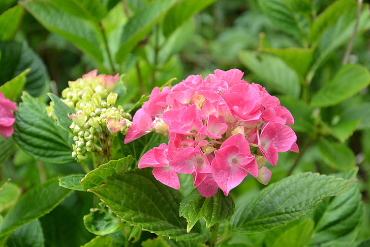 hortensia, blomst, haven, Pink, natur, blad, plante