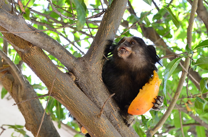 marmoset, monkey, food, persimmon, nature, animal, wildlife