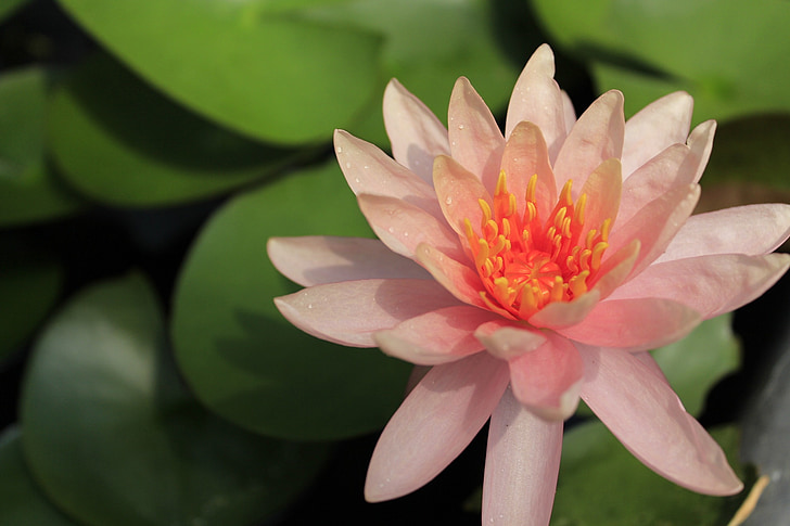 Lotus, цветя, Сега, природата, водни лилии, растения, езеро