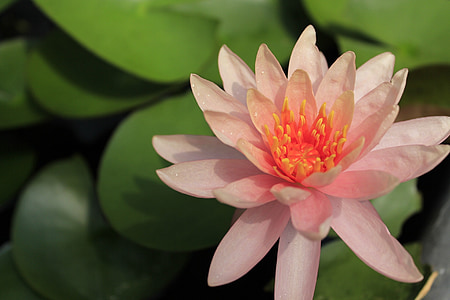 lotus, flowers, now, nature, water lilies, plants, lake