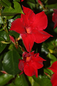mandevilla, funnel flower, blossom, bloom, red, climber, velvety red