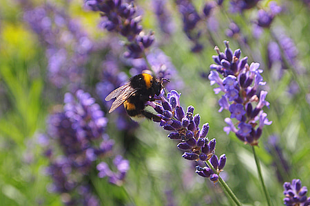 熏衣草, 大黄蜂, bug, 紫色的小花, 花园, 自然