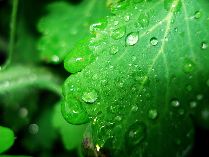 pomlad, Rosi, padec, vodnih kapljic, naravne, kapljice dežja, po dežju