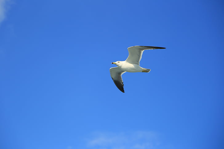 Seagull, natuur, dier