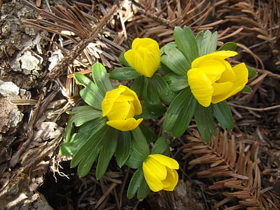 primavera, Winterling, amarillo, bloomer de principios, presagio de primavera, flor, floración