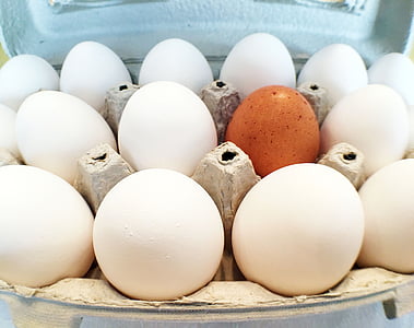 ovos, sozinho, multidão, caixa de ovo, comida, ovo de animais, fazenda