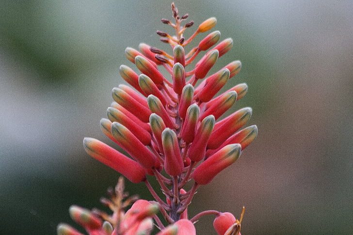 Aloe megalacantha, dækfrøede planter, Aloes, underfamilie, Asphodelus familie, Blomsterstand, cylindrisk konisk
