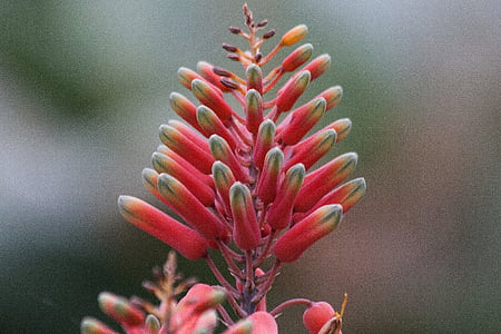 Aloe megalacantha, blommande växt, Aloes, underfamilj, Asphodelus familj, Blomställning, cylindriska konisk