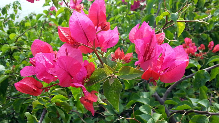 Bougainvillea, Rosa Blumen, blühen, Blütenblätter, Flora, Anlage, Blume
