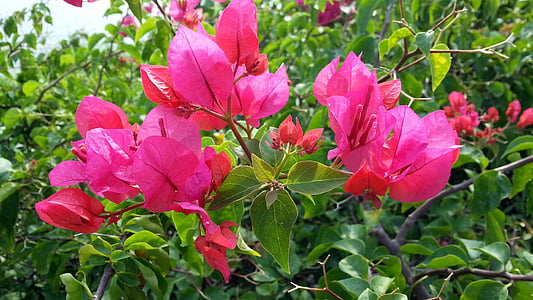 bougainvillea, pink flowers, blooming, petals, flora, plant, flower