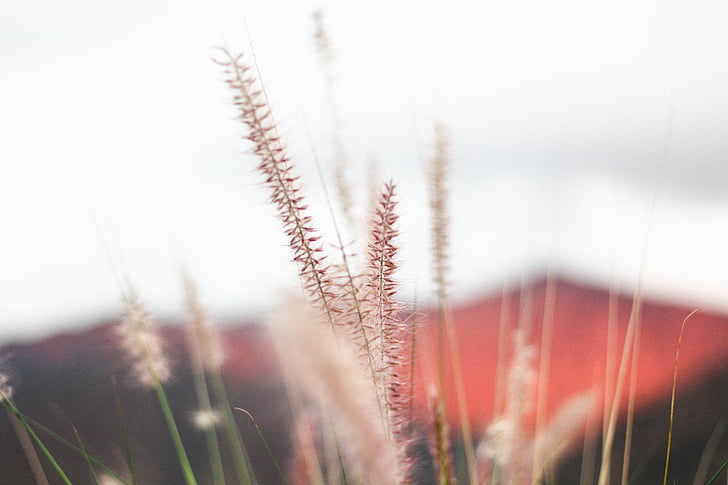 plant, nature, bokeh, grass, grains, growth, cereal plant