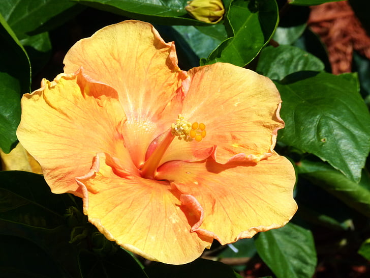 keltainen, kukka, Hibiscus, Tropical, Hawaii, Puutarha, kesällä
