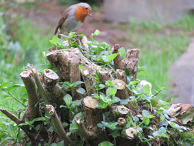 Robin, Erithacus rubecula, oiseau, rouge-gorge familier, petit, rouge, Açores