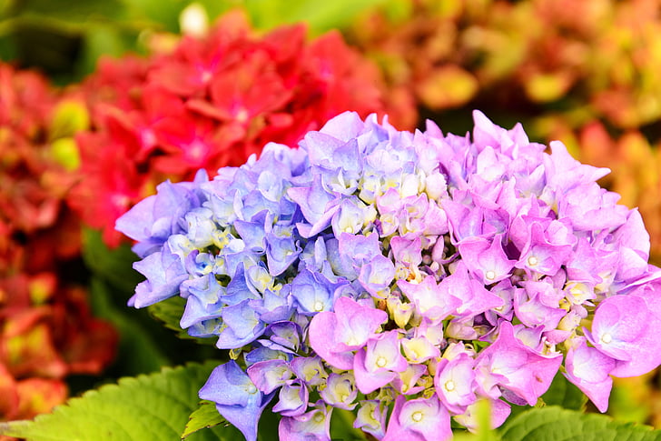 hortenzija, cvijet, biljka, boje