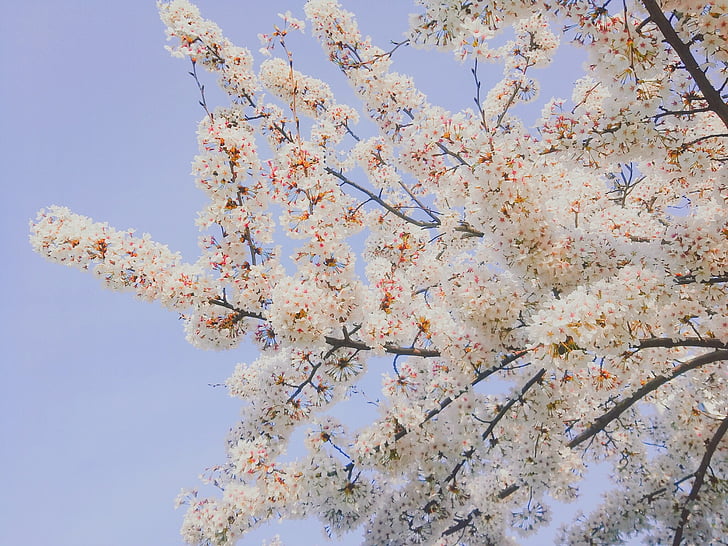 Cherry blossom, våren, blommor