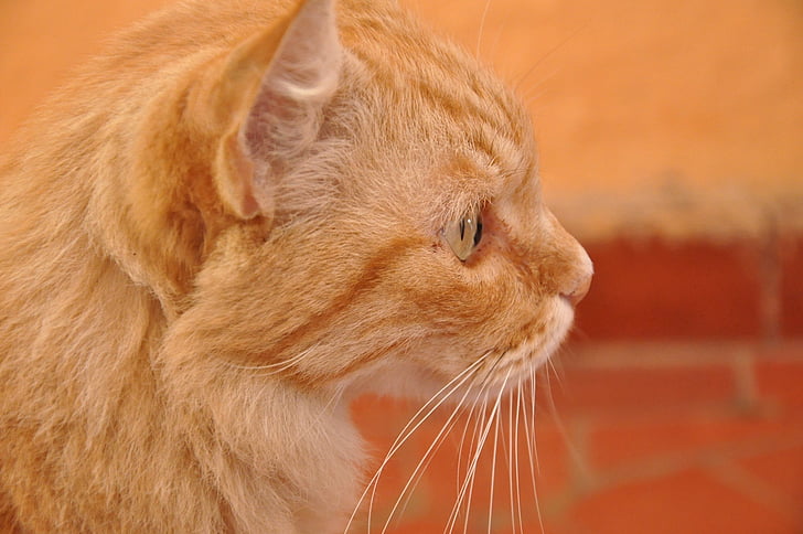 con mèo, màu da cam, vật nuôi, động vật