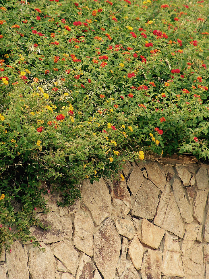 flowers, wall, red, green, summer, hemikryptophyt, wallflower