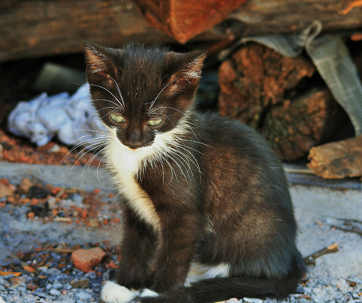 γατάκι, μικρό, γάτα, μαύρο, λευκό, δειλές, Χαριτωμένο