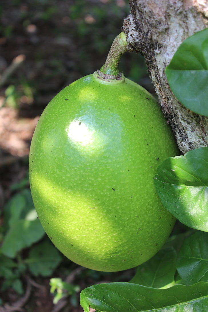 fruita, Calabash arbre, Villavicencio, Colòmbia