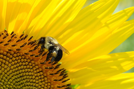 bee, macro, nature, insect, yellow, garden, bug