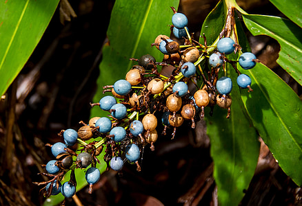 gengibre nativa, gengibre, bagas, frutas, azul, marrom, folhas