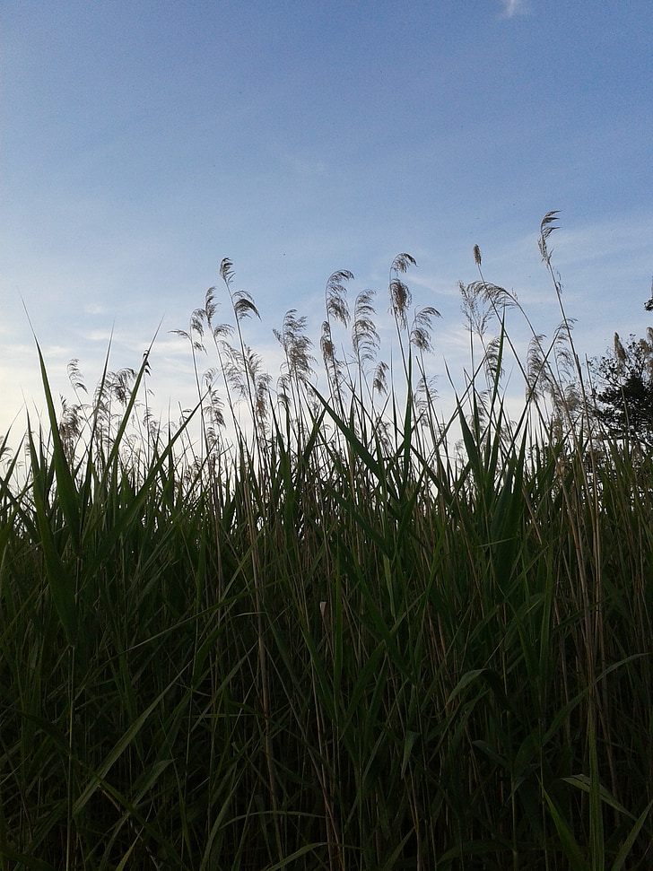 трава, небо, Природа, на открытом воздухе, Лето, Голубой