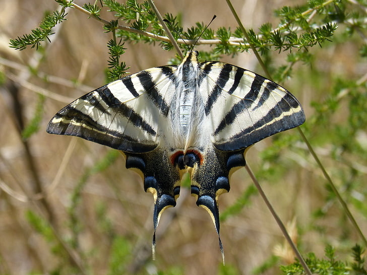 Rainha borboleta, Papilio Macaão, Macaão, beleza, detalhe, inseto, borboleta - inseto