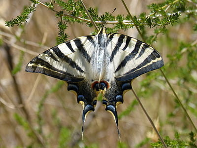 Motyl queen, Papilio machaon, Machaon, piękno, Szczegóły, owad, Motyl - owad